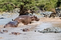 Serengeti Fldhest03